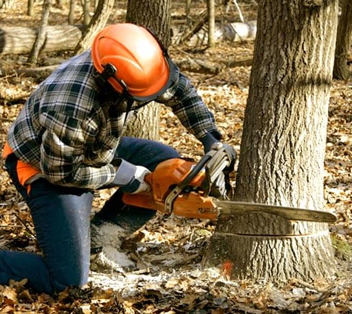 Tree Removal in Justiceburg, TX
